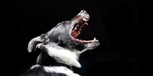 What to do if a dog attacks - Vets Choice