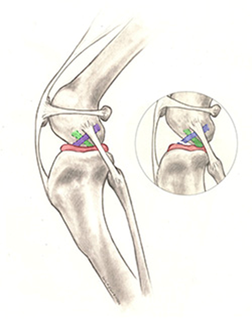 Dogs stifle - knee joint