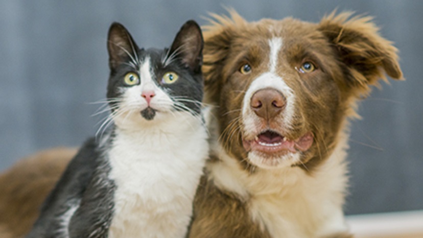 How to help cats and dogs get along