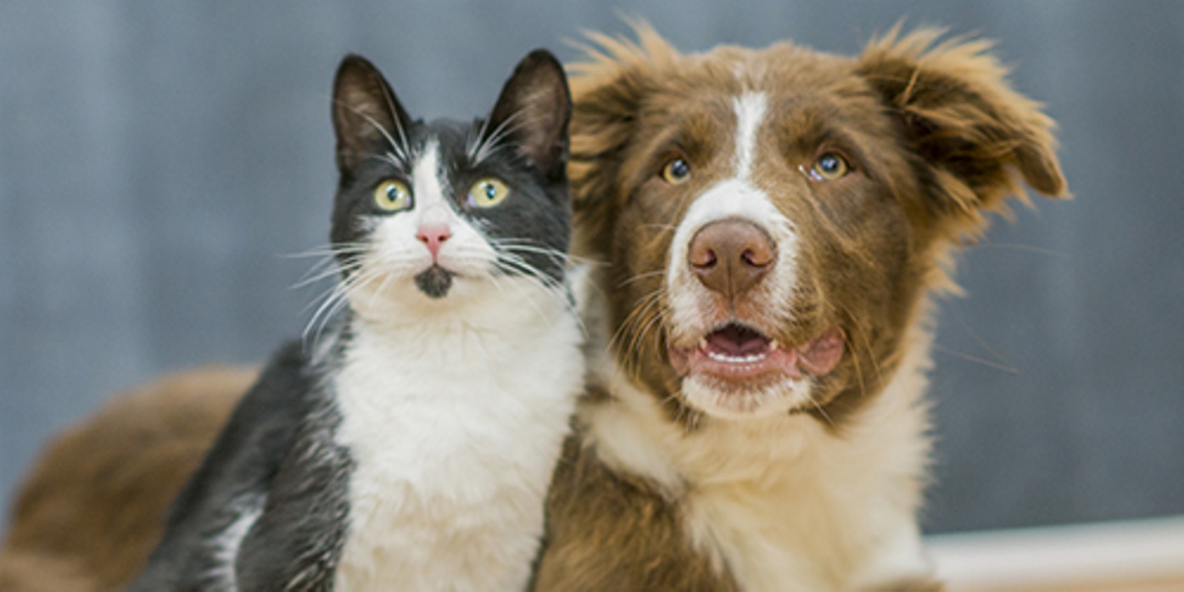 How to help cats and dogs get along