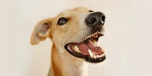 Dental health for Dogs and Cats
