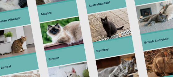 cat-breed-list-page